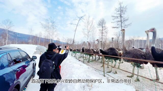 99%的人不知道,小兴安岭的神隐滑雪场 感谢腾讯视频邀请,让我发现黑龙江伊春九峰山养心谷这个可爱的滑雪度假村