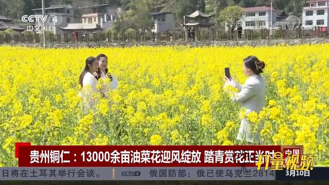 贵州铜仁:13000余亩油菜花迎风绽放,踏青赏花正当时