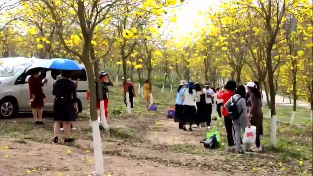 三月霸屏小红书,湛江这个地方凭浪漫花海出圈