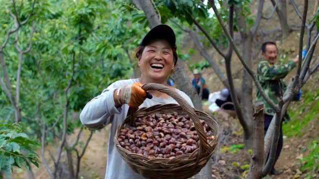 河北兴隆:“咬定青山不放松”,生态蓝图绘到底