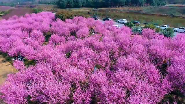 藏不住在了!京山城区附近这片花海美出天际ⷂ𗂷