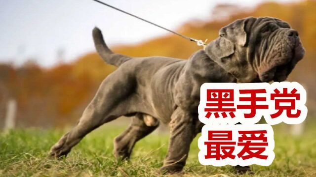 藏獒要让他三分,起源于古罗马斗兽场,纽波利顿犬黑手党最爱