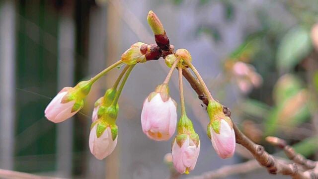 绝美!广元高海拔的樱花开花啦,一起来看看