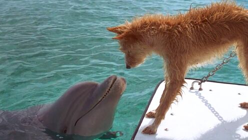 狗狗意外失足落水，被鲨鱼盯上险成盘中餐，善良的海豚舍身相救