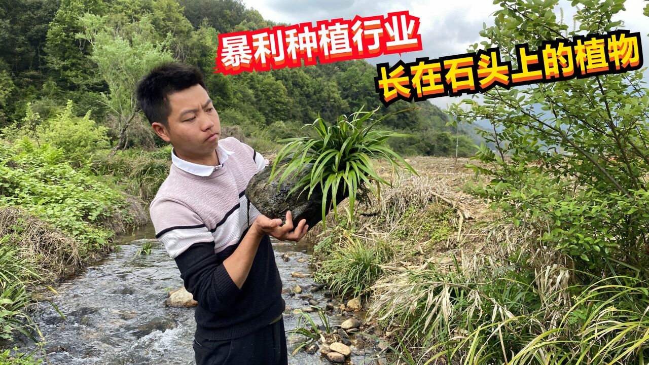 农村又一暴利赚钱种植行业,干货卖80元一公斤,看看种的是什么