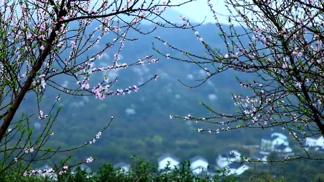 【视频】春雨如酥,看苏州光福潭山一路花开