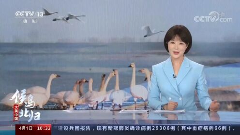 央视新闻：大美中国 候鸟北归 十年守护候鸟迁徙路 见证黄河几字弯生态变迁