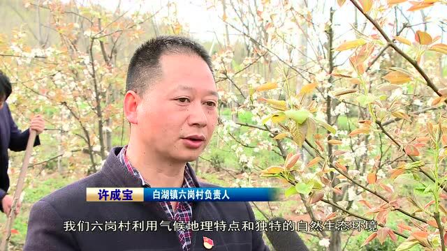 白湖镇六岗村:“梨园经济”助力群众增收