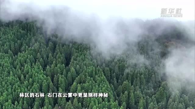 重庆丰都:慈姑山林区出现云雾美景