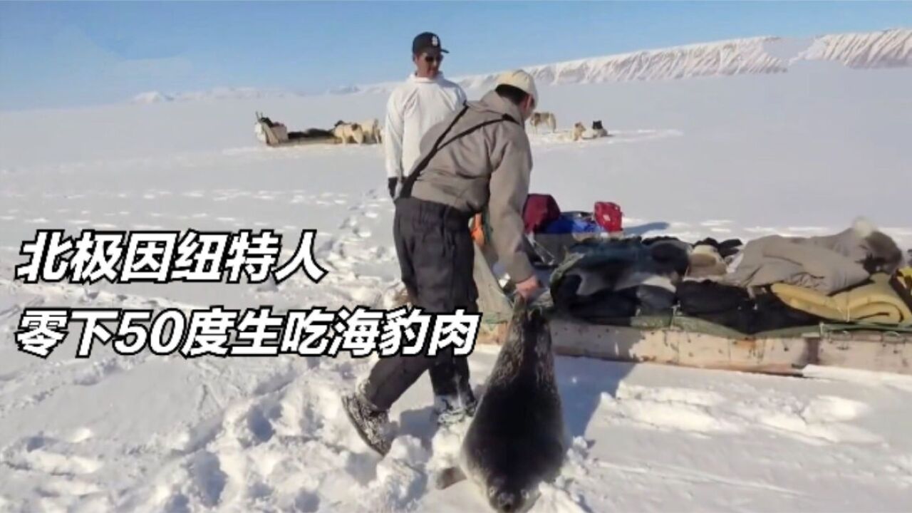 北极因纽特人:在零下50度捕到3只大海豹,饿了直接生吃,纪录片