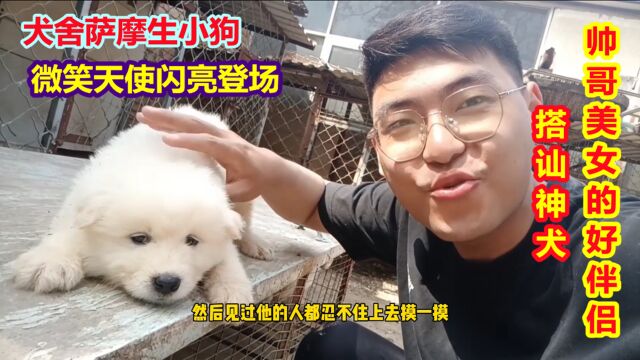 宠物犬界的颜值担当,40天的萨摩幼犬,带回家可能会拥有爱情!