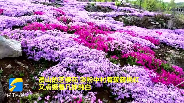 【诗画山东】青州:芝樱花开 色彩斑斓如诗如画