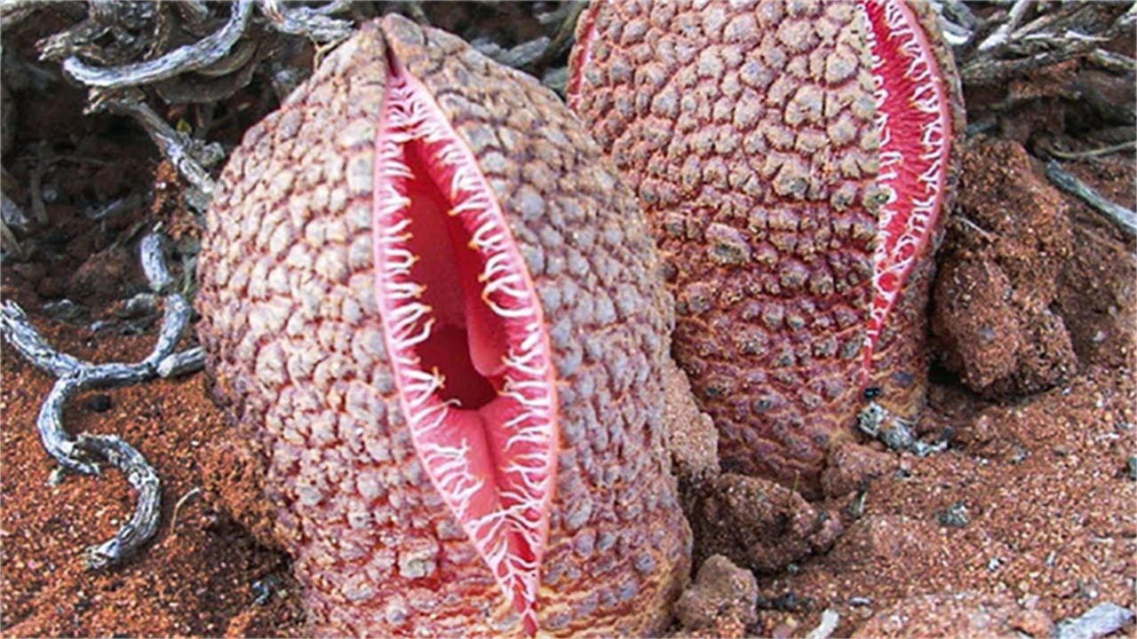 6种常见却含有剧毒的植物,真的不要乱碰