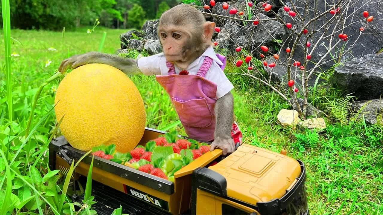 猴猴和小鸭子一起摘水果