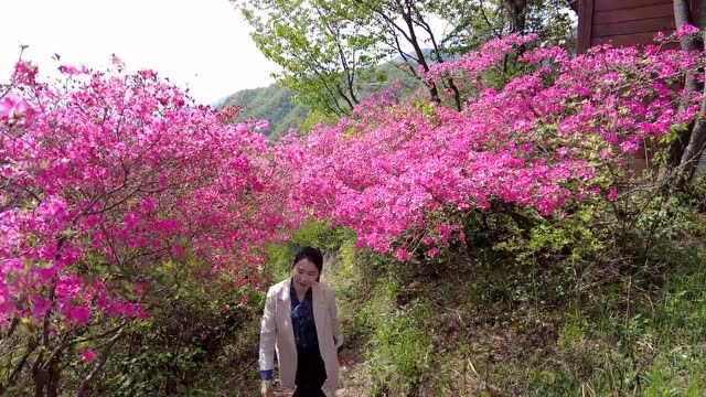 四月的天马寨 英山的花海