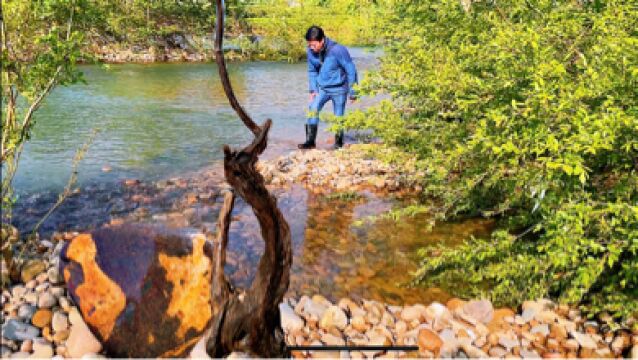 福建寻石人踏入古老的河滩,不仅收获极品画面石,还发现罕见的象形树根