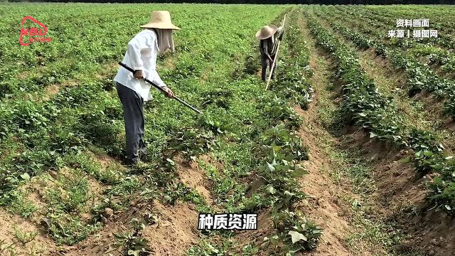 “这款进口种子1斤可买一辆法拉利”,中国种子破局