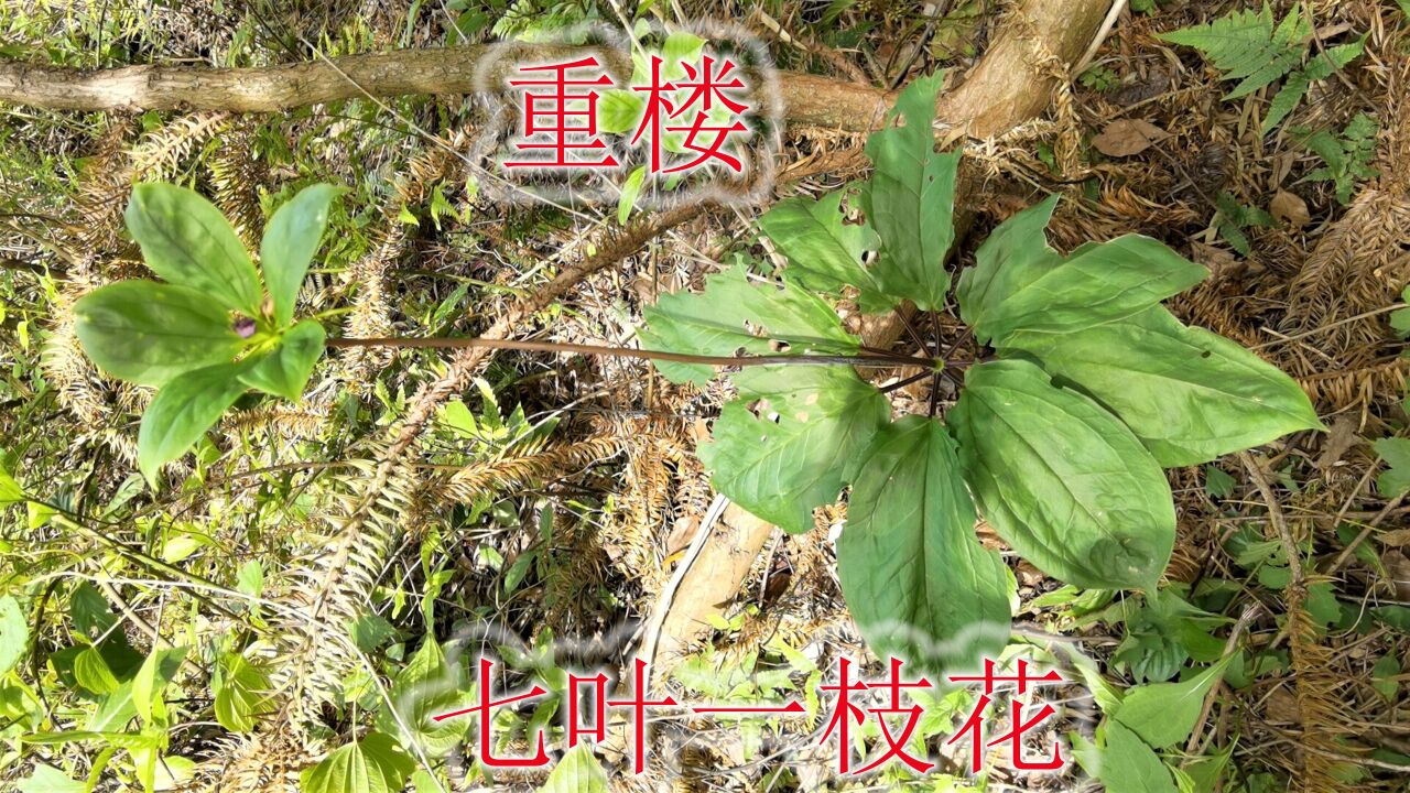 七叶一枝花(百合科重楼属植物)_搜狗百科