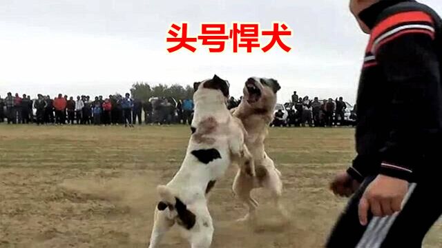 中亚头号悍犬阿拉拜咬狼犬,斗犬之王比特是它弟弟体重180斤