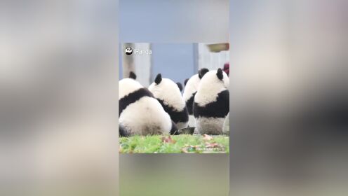 一群熊猫宝宝的背影有多可爱