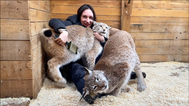 俄罗斯女主人试图给2只家养猞猁梳毛,顽皮的大猫就是不配合