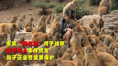 南京“网红猴”终于被抓！猴子伤人事件频发，猴子还是否需要保护？