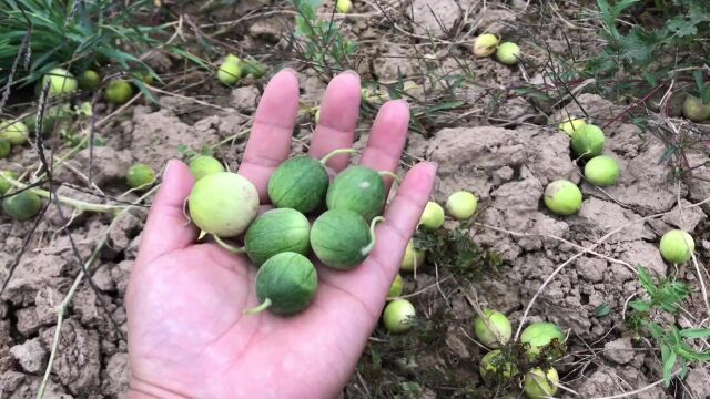 农村一种野生的"迷你香瓜",香气四溢,被誉为天然的空气清新剂