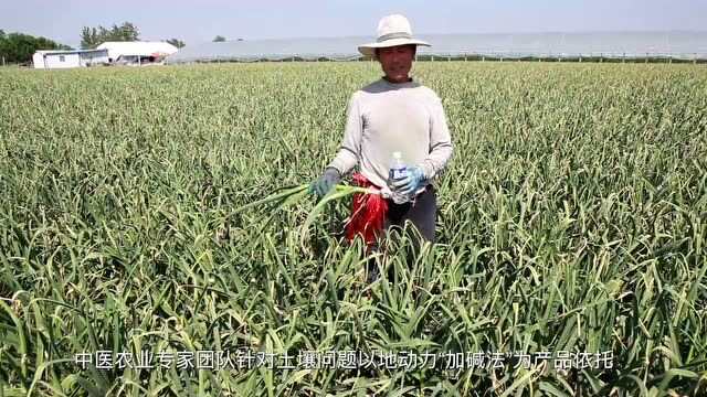 中医农业技术解决苍山大蒜“顽疾”