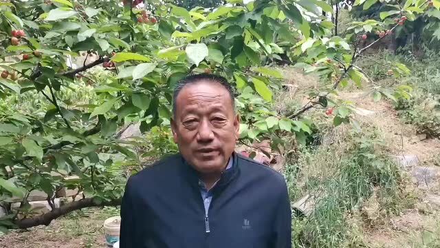 【好品山东 抗“疫”助农】村书记为家乡大樱桃代言,优质采摘园云上销售