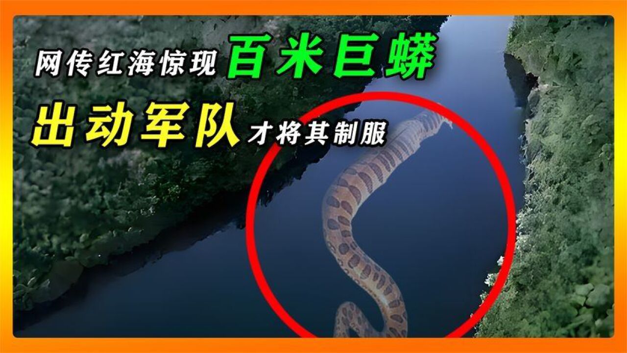 2016年網傳紅海捕到500米巨蛇,曾殺害600人,真有這麼大的蛇嗎?