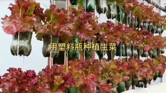 生菜是一年四季都能种的菜,是一种能生吃,能凉拌,还能涮火锅的百搭蔬菜.