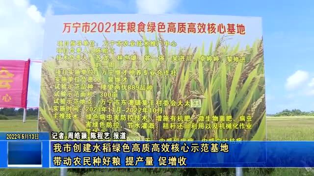 万宁创建水稻绿色高质高效核心示范基地 带动农民种好粮 提产量 促增收