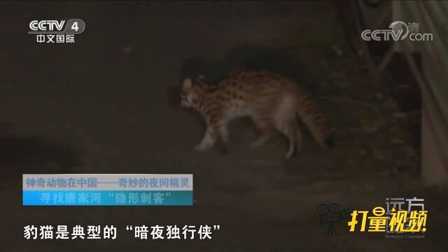 豹猫跟家猫长得非常像,但是豹猫的身上有豹纹