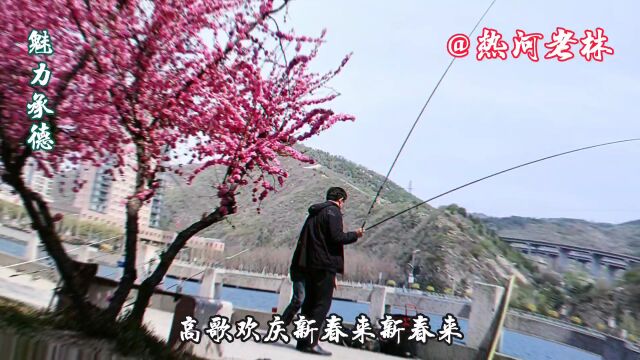 《魅力承德》武烈河沿岸赏花观景,把最美的风景献给你,20