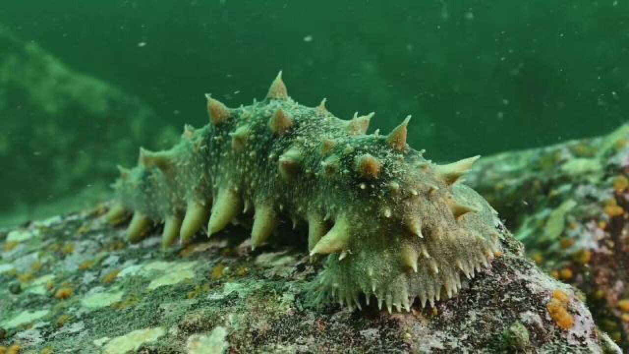 刺参的故事 #刺参 #科普 #海洋生物 #生态摄影