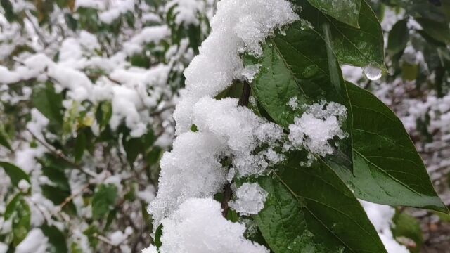 挂满雪的树枝