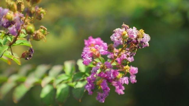 花 花朵 视频素材 实拍视频