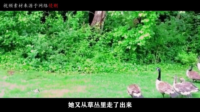 狐狸想捕猎鹅,施展了半天的诡计,却发现实力不容许