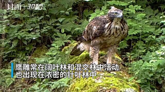 30秒丨四川九寨沟首次发现鹰雕 系国家二级保护动物