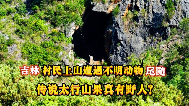 吉林村民上山遭遇不明动物尾随,传说太行山果真有野人?