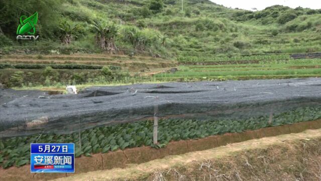 安溪新闻20220527 虎邱镇芳亭村:五月茶农育苗忙