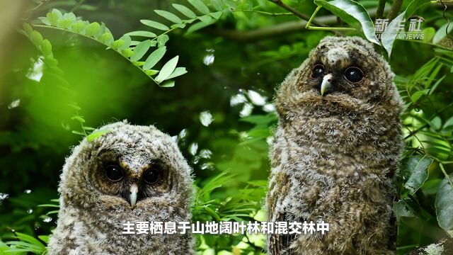 云南德宏:村民在密林中发现罕见猫头鹰