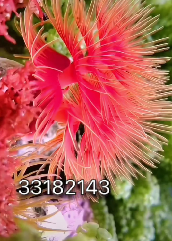 星力qq美人鱼九代正版