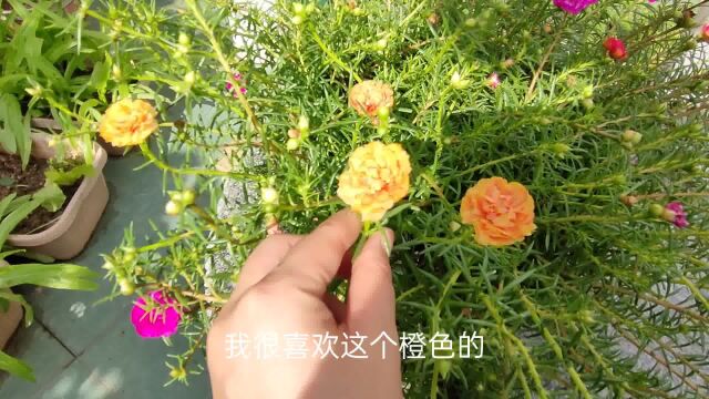 阳台种花种菜乐趣无穷,4月种下的太阳花爆盆开花不断,好看又好养