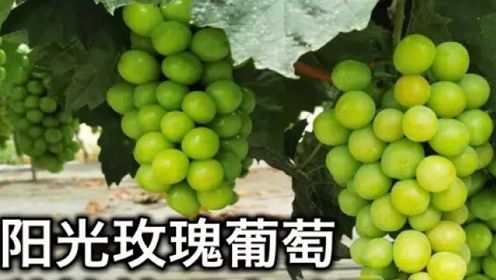 怎样种植葡萄？种植的方法和技巧