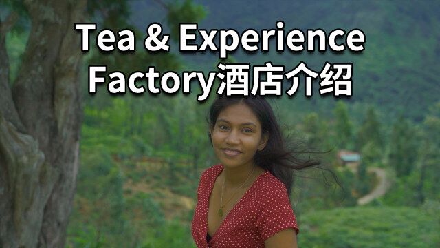 第 2 集︱Tea&Experience Factory酒店介绍一起来看,世界上最好的红茶,锡兰红茶的制作过程.