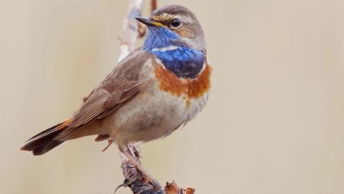 来听听蓝喉歌鸲的鸟叫声！悦耳多变的鸣声，模仿各种虫鸣声