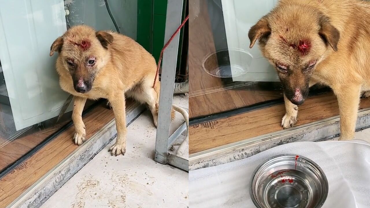 小狗被人用榔头砸破脑袋,遍体鳞伤令路人心疼不已,结局令人暖心