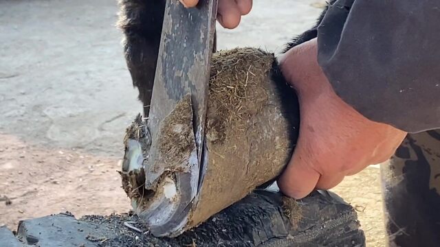 大厚蹄子一点点被削下来,修两只驴蹄子看着也很过瘾呀!