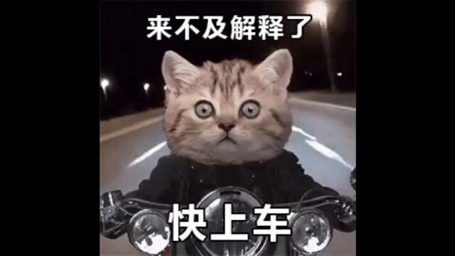 发财猫的可爱